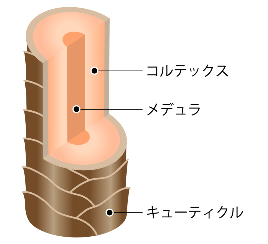 髪の毛 構造 栄養素