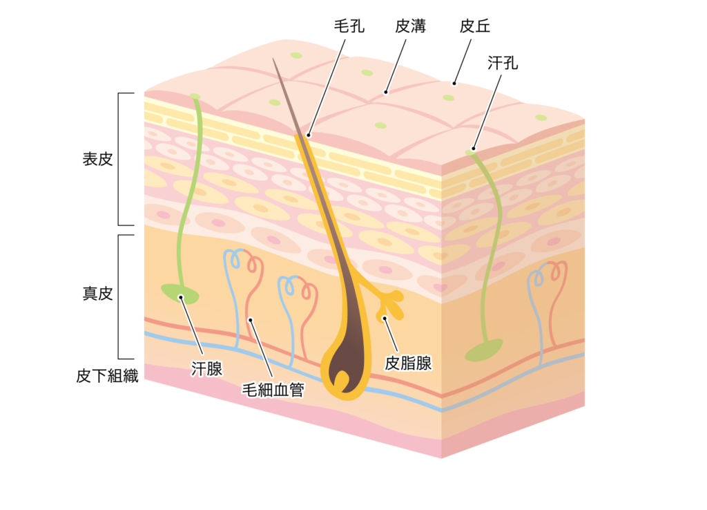 頭皮 構造