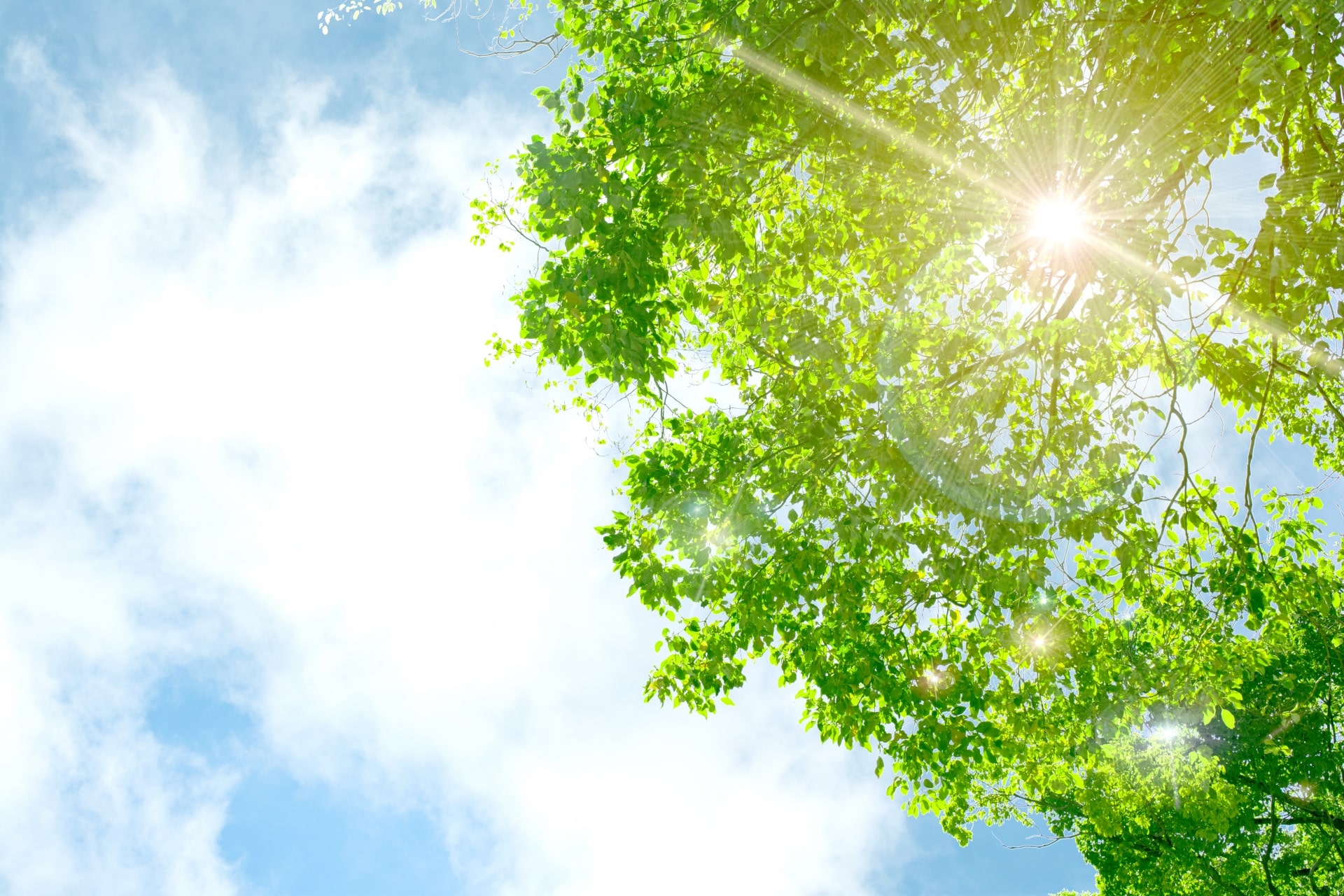 夏 抜け毛 原因